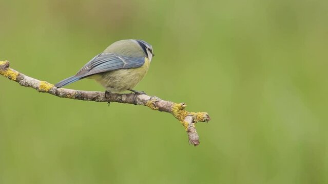 Blue tit perched on a branch cleaning its beak, cyanistes caeruleus, passerine bird, paridae