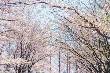 Fototapeta na wymiar Sakura in full bloom at Yuyuantan Park in Beijing in springtime