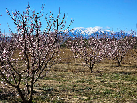 Vergers en fleur devant le Canigou