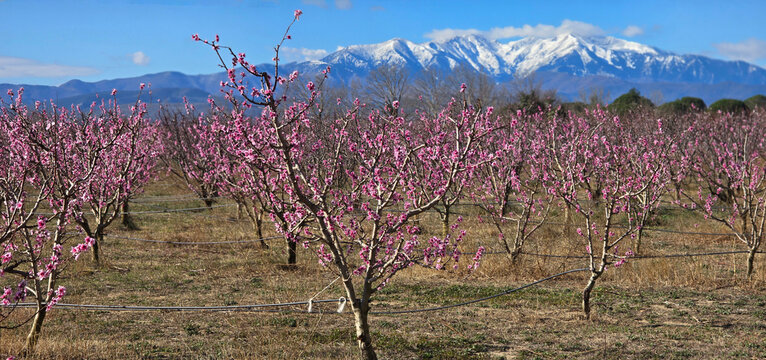Abricotiers en fleur devant le Canigou