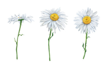 Set of hand drawn chamomile grass flower. Watercolor illustration isolated background. Flowers drawing. Hand-painted floral elements. For print, invitation, greeting cards, banner, poster. 