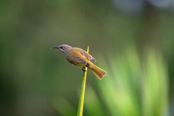 single brown honeyeater bird, Lichmera indistincta, isolated on green branch, in backyard garden, Queensland, Australia, with copy space