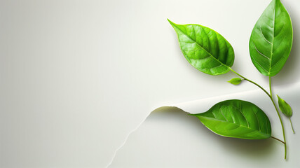 Fototapeta premium White paper background with leaf in side or corner illustration Generative AI