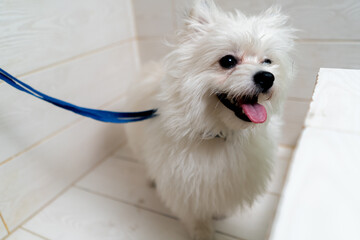 In the grooming salon Bela's unwashed Spitz stands in the bathtub waiting for a bath