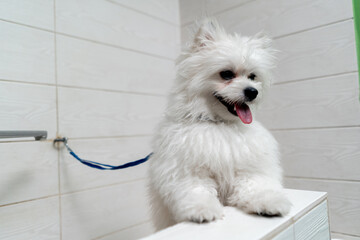 In the grooming salon an unwashed Spitz stands in the bathtub waiting for a bath leaning on his paws