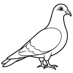 pigeon illustration