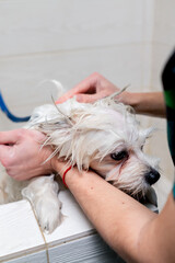 close up in a grooming salon small white spitz a groomer washes a white dog in a white bathtub shaking from the cold