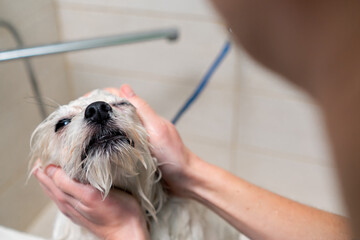 close up in a grooming salon small white spitz a groomer washes a white dog in a white bathtub...