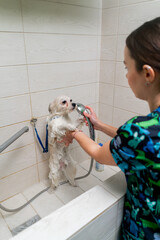 in a grooming salon small white spitz a groomer washes a white dog in a white bathtub shaking from the cold
