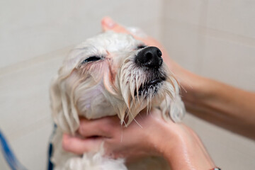 close up in a grooming salon small white spitz a groomer washes a white dog in a white bathtub...