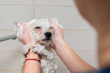 close up in a grooming salon small white spitz a groomer washes a white dog in a white bathtub shaking from the cold