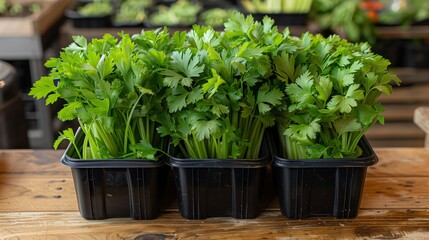 Fresh organic celery leaves in pots. Potted green celery leaves on a wooden table, indicating organic urban gardening