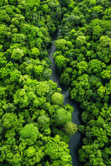 Aerial View of Lush Green Rainforest with Serpentine River