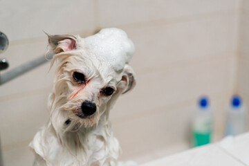 close up in a grooming salon small white spitz is lathered by a groomer lathering a spitz in a white bathtub