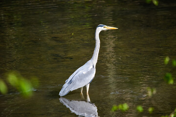 Ein Kranich steht in einem See, ein Vogel in seiner Natur, Ein Tier im Park