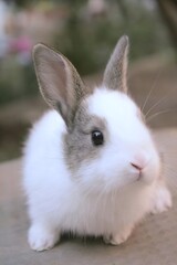 white rabbit, Head of White Rabbit