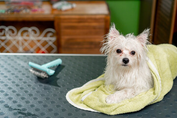 in the grooming salon white spitz waits to be dried in a green towel after a bath