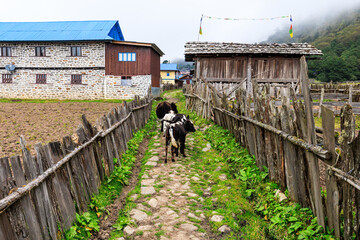 Main walkway in the village Ghunsa in the Kanchenjunga region, Nepal, with cow and calves on it.  Ghunsa is a station on the Kanchenjunga Base Camp trek as well as on the Great Himalaya Trail (GHT)
