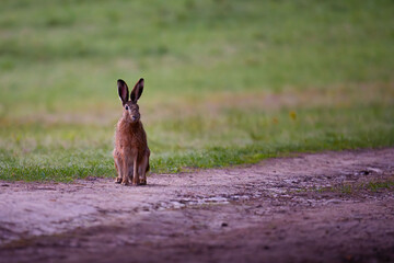 hare