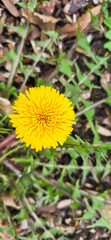 Blooming yellow dandelions in the spring medow