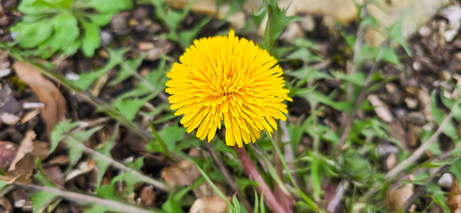 Blooming yellow dandelions in the spring medow