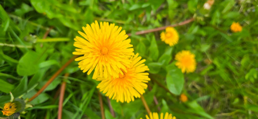 Blooming yellow dandelions in the spring medow