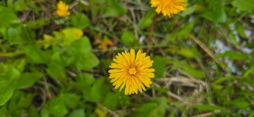 Blooming yellow dandelions in the spring medow
