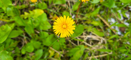 Blooming yellow dandelions in the spring medow