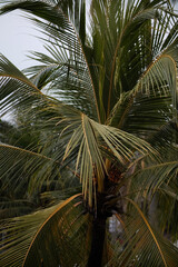 Fototapeta premium palm tree on a hot paradise island