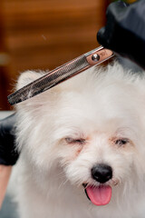 close up in the grooming salon small white Spitz is washed groomer procedure muzzle trimming