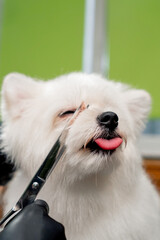 close up in the grooming salon small white Spitz is washed groomer procedure muzzle trimming