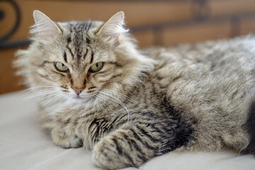 European long hair domestic cat - 783682820