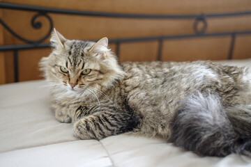 European long hair domestic cat - 783682844