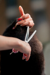 close up in a grooming salon small black washed spitz the groomer trims the dog with a comb and scissors