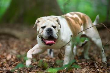 Olde English Bulldogge läuft im Wald