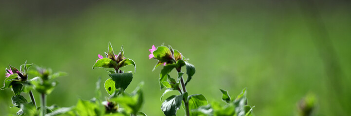 Nahaufnahme Banner im Graswiesen Garten mit lila Blüten vor unscharfem grünem...