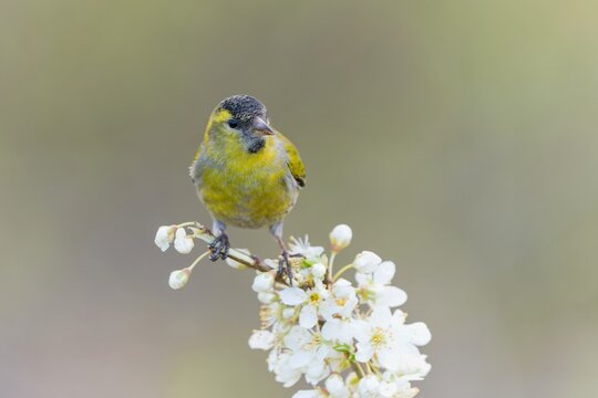 A male Eurasian siskin is sitting on a nice flowering twig. Carduelis spinus. song bird in the nature habitat. wildlife scene from nature.