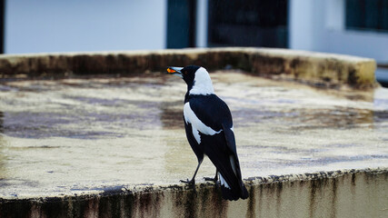 Australian magpie.Gymnorhina tibicen.Magpie in the rain.Sydney nsw Australia