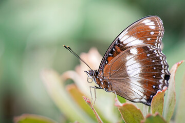 Common eggfly butterfly, Hypolimnas, brown and white, resting on protea leaf in garden, macro...
