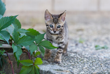 Stehendes Bengal Kätzchen auf der Terrasse