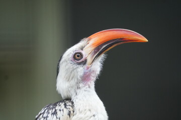 Red billed hornbill © Colin