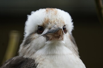 Laughing kookaburra