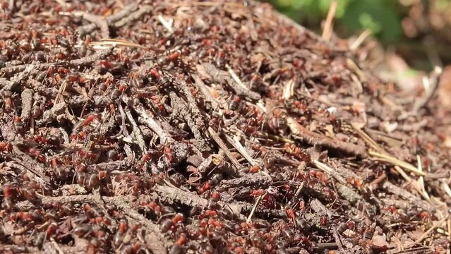 Anthill close-up, spring. Forest worker ants crawl along a large anthill. Ant's nest. The anthill is teeming with ants, selective focus. Insects in a pine forest