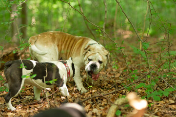 Olde English Bulldogge und Shorty Bull im Wald