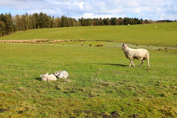 Mother sheep and baby lamb in a field in Scotland, UK