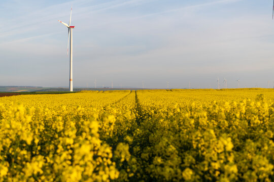 wind turbines in the field of rapeseed