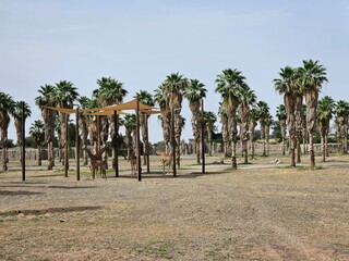 palm trees in the park