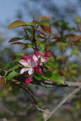 木の枝に淡いピンクの花をつける木
