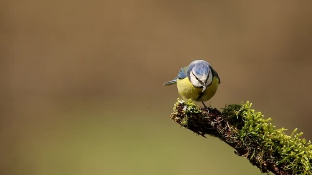 blue tit perched on a branch with a pipe in its beak, cyanistes caeruleus, passerine bird, paridae