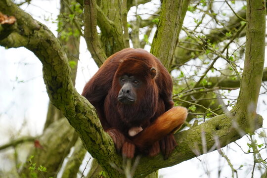 Colombian red howler